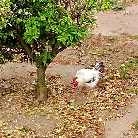 La Caseta Del Pitxo Deltebre Eksteriør billede